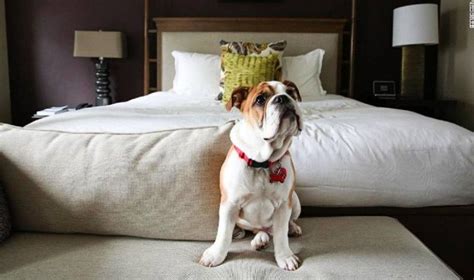 hoteles que aceptan mascotas en puebla|10 mejores hoteles que admiten animales en Puebla .